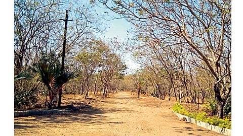 तळवडे - येथील गायरानातील मोर कायमचे निघून गेले आहेत.