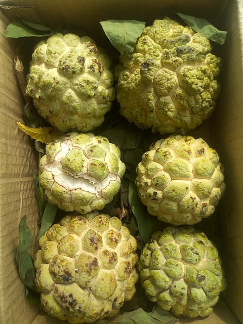 The two brothers from Akola started selling fruits together and earned Rs one lakh in just fifteen days