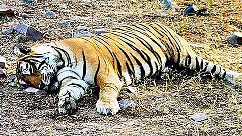 वाघाचा मृत्यू