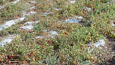 वारूळवाडी, जि. पुणे - बाजारभावाअभावी मनोज वाजगे यांनी तोडणी न करताच सोडून दिलेले टोमॅटोचे पीक.