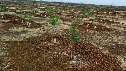 शिर्सुफळ (ता. बारामती) - गेल्या डिसेंबर महिन्यापासून झाडांच्या मुळाशी लावण्यात आलेल्या सलाइनच्या बाटल्या.