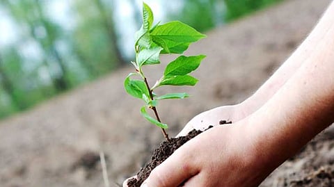 replanting tress