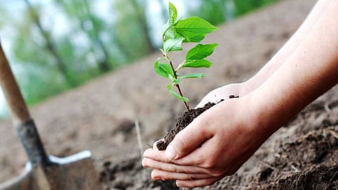 Jalgaon temperature Tree planting still 42 degrees