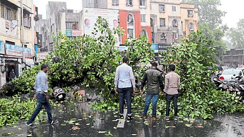 बाजीराव रस्ता - पावसात गुरुवारी दुपारी दक्षिणमुखी मारुती मंदिराजवळ पडलेले झाड. 