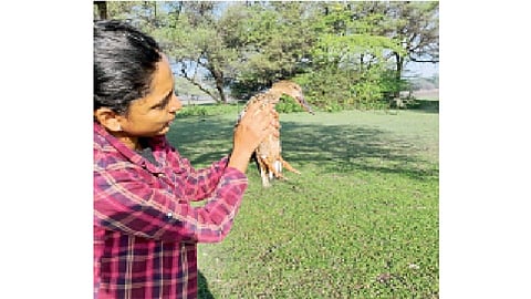 पक्ष्याच्या पायात रिंग व टॅग घालून आकाशात सोडताना तुहिना कट्टी. (संग्रहित छायाचित्र)