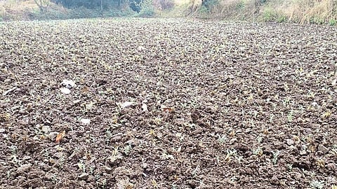 Unseasonal rains have raised concerns among farmers