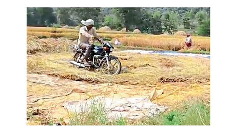 Motorcycle use for rice harvesting