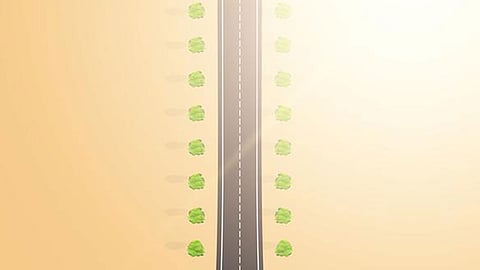 Tree plantation along Mumbai-Goa highway by NSS of Mumbai University