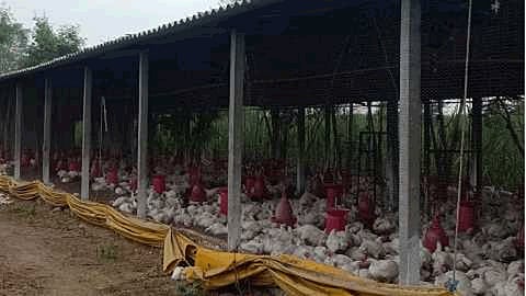 poultry food theft incidence in aajra kolhapur marathi news