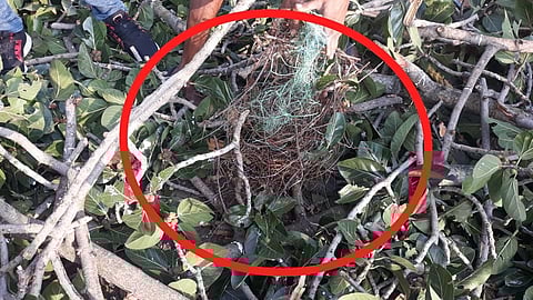 Violation of Wildlife Conservation Act