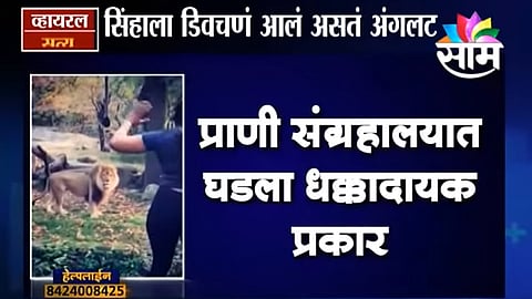 Viral satya video Woman climbs into lion exhibit at NYC zoo