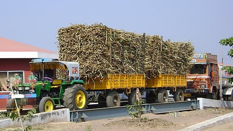 cut practice in weight of Sugarcane cost farmers crores; Black market of unaccounted sugar in Sangli district