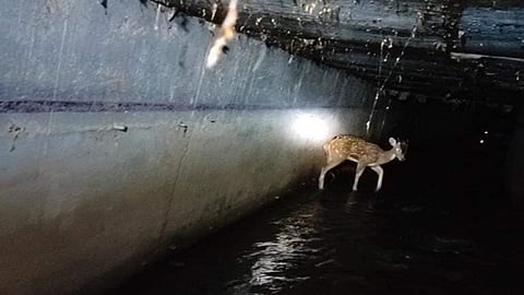 मुंबईच्या मुसळधार पावसात चक्क वाहत आलं हरीण, तासभराच्या रेस्क्यू ऑपरेशननंतर 'असं' मिळालं जीवदान