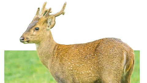 नामेरी : निसर्गसौंदर्याचे गहिरे रंग