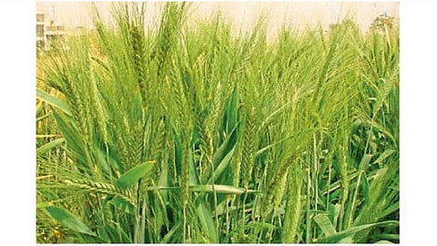 खपली गहू लागवडीचे सुधारित तंत्र