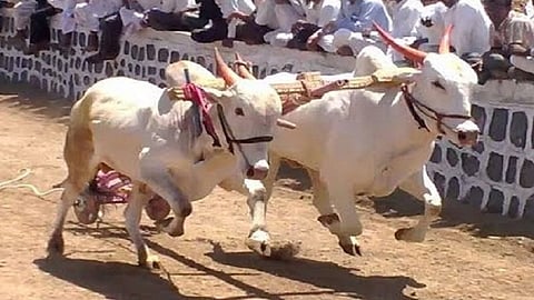 सातारा : बैलगाड्यांच्या शर्यतीला सरकारनं परवानगी द्यावी : रामदास आठवले