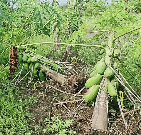The papaya orchard in Nevasa was uprooted