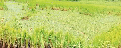 Damage to paddy fields in Akola due to heavy rains