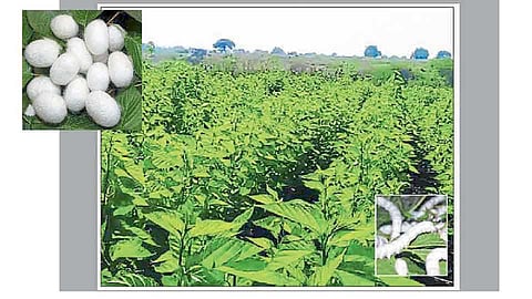 Happy days in the life of farmers with silk farming