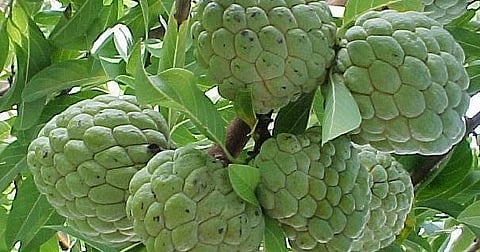 Farmers in Nagar district focus on custard apple cultivation