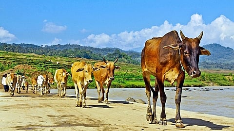administration is neglecting the livestock in the district Nashik Marathi News
