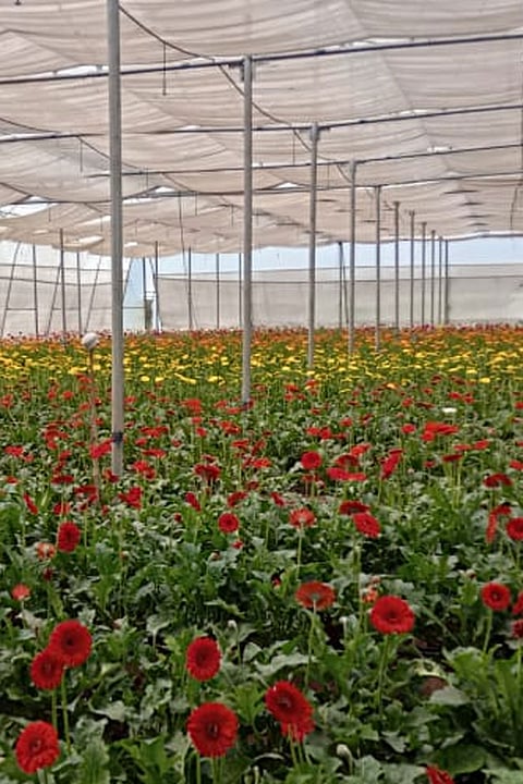 Algebra agriculture has been plagued by the Corono virus