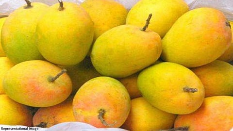 आता थंडीतही चाखा रसाळ हापूसची मजा, हापुस नवी मुंबईत APMC त दाखल