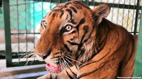 अरे बापरे ! आता संजय गांधी नॅशनल पार्कमधल्या आनंद वाघालाही...