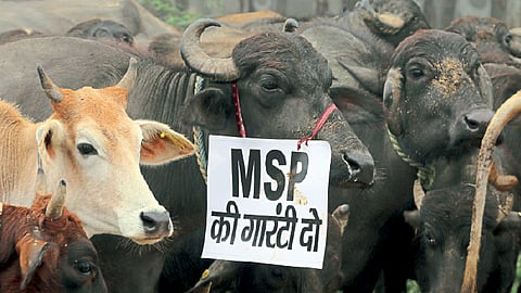 कॉर्पोरेटसमोर शेतकरी अधिक कमकुवत होईल;किसान युनियनची सर्वोच्च न्यायालयात याचिका