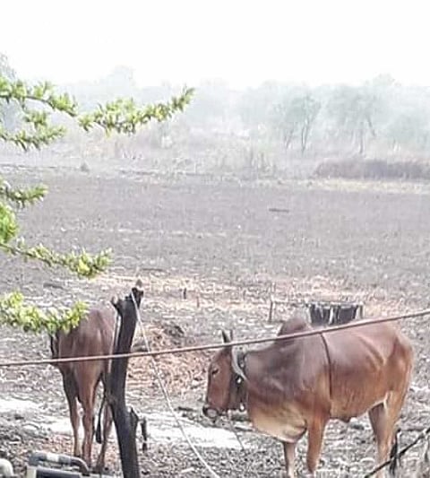 Five hundred animals death in heavy rains in Mohol taluka