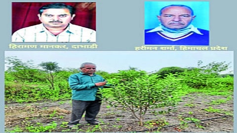 apple farming dabhadi.jpg