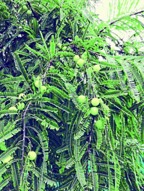 सातपुड्याच्या कुशीत फुलली सेंद्रिय आवळ्याची शेती