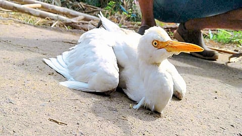 Rescued The Heron Trapped In The Rope Kolhapur Marathi News