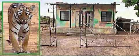 Jungle keeping "social distance"; good discipline in tiger project