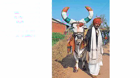 Nandi bull Abdominal device