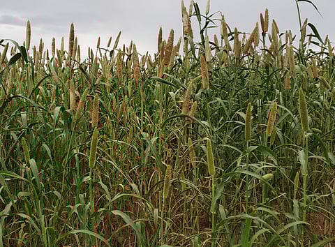 बाजरी पीक