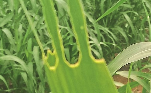 पाचोड (ता. पैठण) : परिसरात मक्यापाठोपाठ लष्करी अळीने बाजरीच्या पिकास लक्ष्य बनविले आहे.