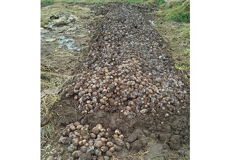 निवडणुका आल्या की, नेते शेताच्या बांधावर..आता कुठे गायब आहेत...?