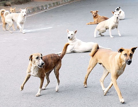 To track the history of stray dogs chips will be placed on their feet