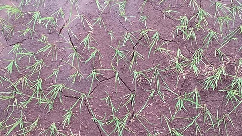 need for rain in konkan