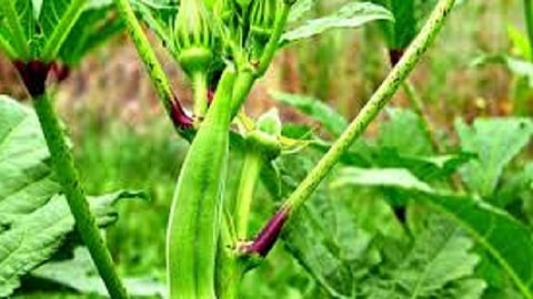 Efforts of Konkan Agricultural University search by New rice and varieties of okra