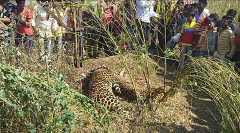 Akola Marathi News Two leopards die of shock at patur