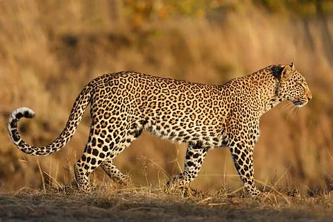 Villagers have expressed outrage over the release of a leopard trapped in a cage in Shrirampur taluka by the forest department.