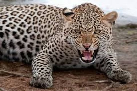 Leopard attack on calf matond konkan sindhudurg