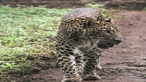 leopard seen in tondavali sindhudurg district people see every time in villege