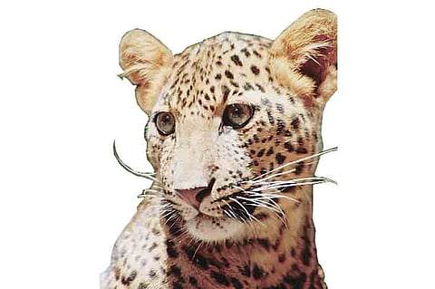 Leopard attacks goats chinder padekap konkan sindhudurg