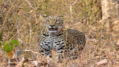 day today routine change of farmers in sangli for leopard straying in sangli