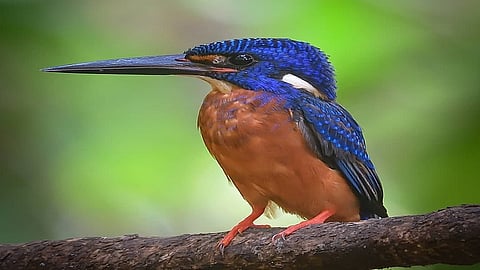 300 bird species in konkan sindhudurg but cutting of trees this destroyed from konkan