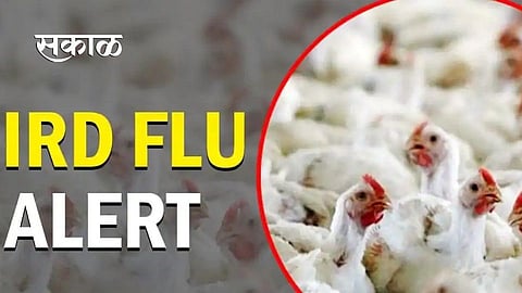 नवापूरला चिकन, अंडी विक्रीला बंदी; कोंबड्यांचा मृत्यूमुळे प्रशासनाची धावपळ