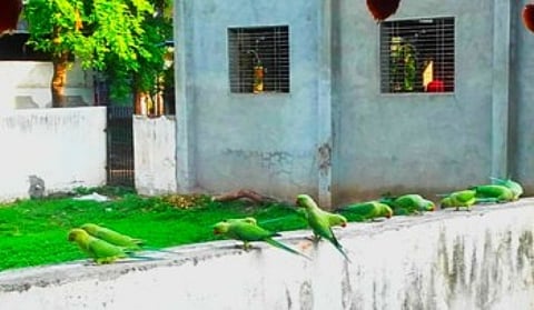 bird school